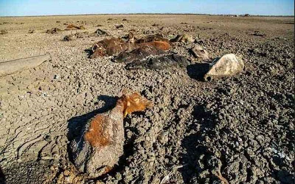 Mass livestock deaths were reported in Matobo District, Matabeleland South Province, following the 2023 El Niño-induced drought. Pictured here is a herd of cattle that perished at a waterhole at Gohole Dam