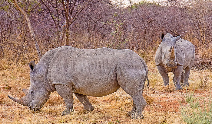 Rhinos at Hwange National Park, Matabeleland North