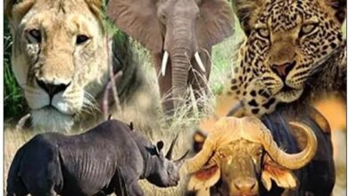 Africa's big five