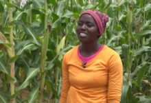 Agricultural season promises good harvest in both Matabeleland North and Matabeleland South