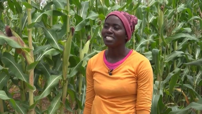 Matabeleland faces uneven harvest prospects