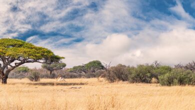 Nkayi, Matabeleland North, attracts many visitors