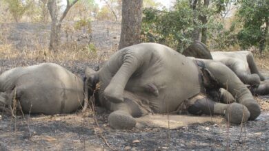 Presidential Amnesty benefits wildlife criminals